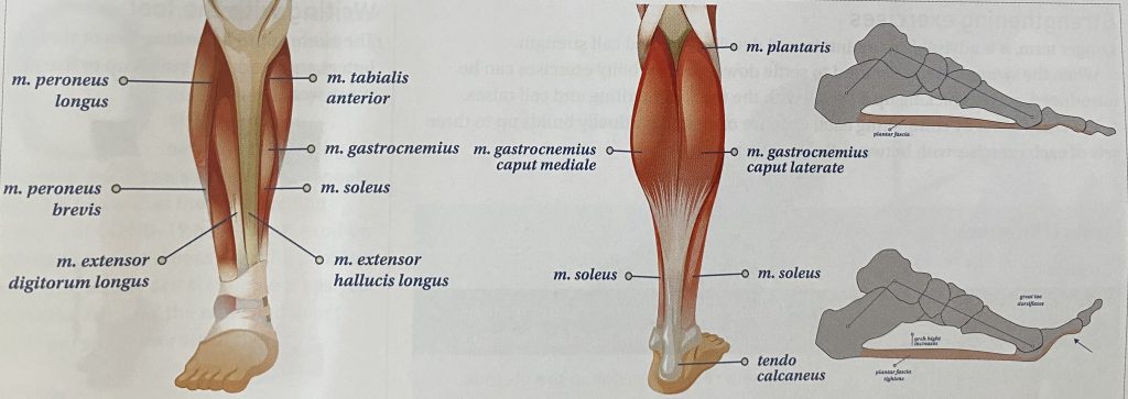 Plantar Fasciitis - a pain in the foot 2 the muscles of the lower leg