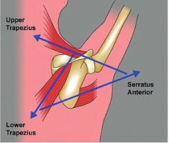 Shoulder pain what can cause it, an image describing muscles of the shoulder